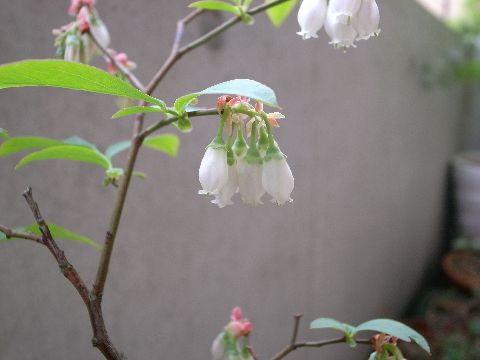flower3.jpg