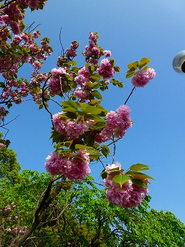 s-P1000873.jpg