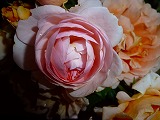 s-P1010143.jpg