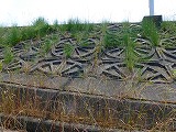 s-P1010146.jpg