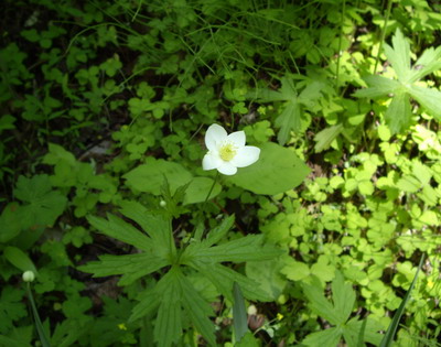 IMGP6689.jpg