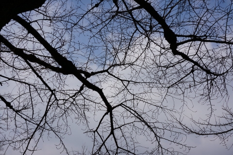 DSC00042.jpg