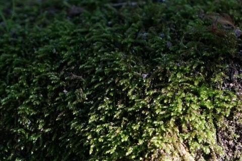 DSC00213.jpg