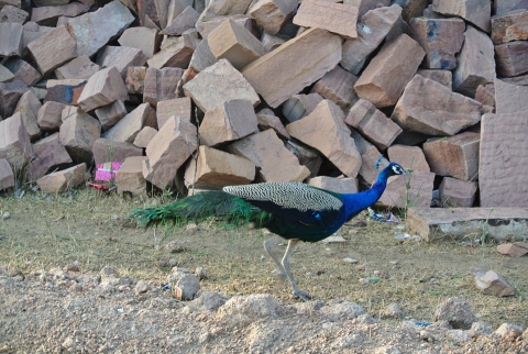 DSC_0722.jpg