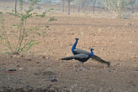 DSC_0736.jpg