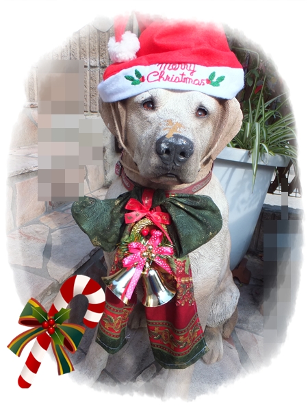 26-11犬サンタさん