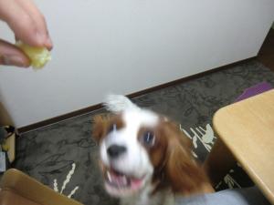 CIMG2616_convert_20130513110214.jpg
