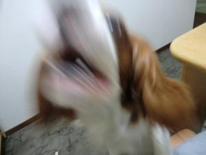 CIMG2617_convert_20130513110229.jpg
