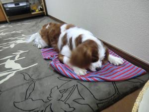 CIMG2679_convert_20130514100840.jpg