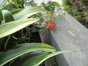 CIMG2767_convert_20130517112849.jpg