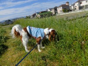 CIMG2821_convert_20130519232414.jpg