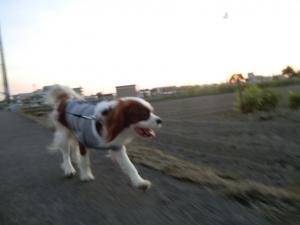 CIMG2968_convert_20130524134333.jpg