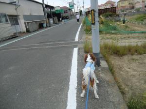 CIMG3090_convert_20130528091422.jpg