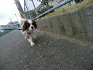 CIMG3102_convert_20130528091557.jpg
