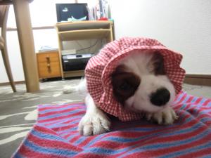 CIMG3106_convert_20130528091638.jpg