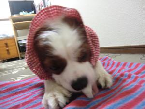 CIMG3112_convert_20130528091709.jpg