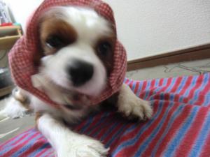 CIMG3113_convert_20130528091722.jpg