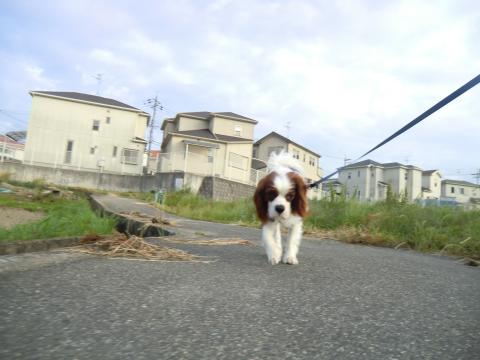 CIMG3132_convert_20130530130640.jpg
