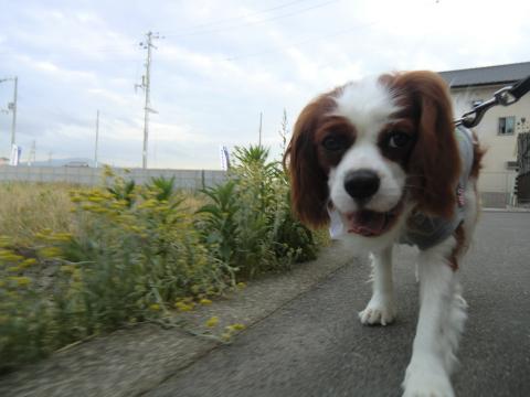 CIMG3141_convert_20130530130759.jpg