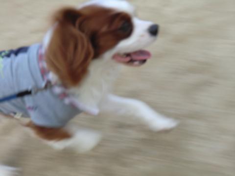 CIMG3147_convert_20130530131103.jpg
