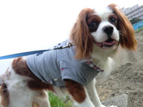 CIMG3161_convert_20130530131242.jpg