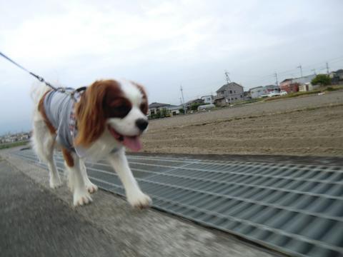 CIMG3167_convert_20130530131322.jpg