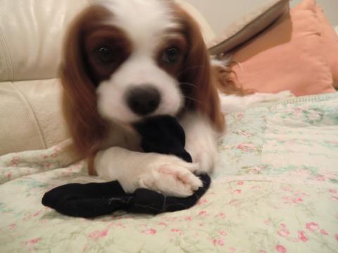 CIMG3190_convert_20130531094407.jpg