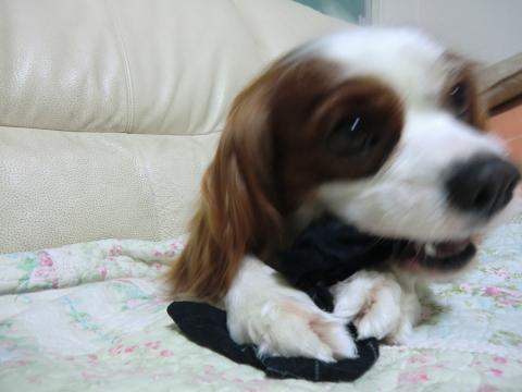 CIMG3201_convert_20130531094512.jpg