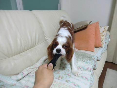 CIMG3203_convert_20130531094550.jpg