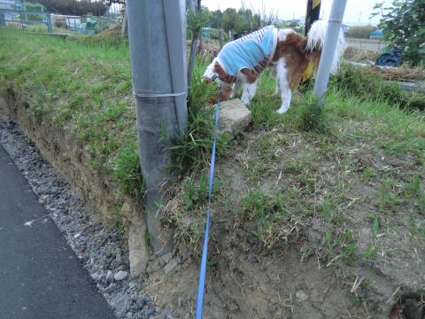 CIMG3471_convert_20130603164726.jpg