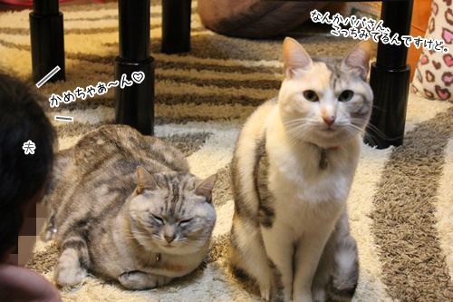 エルかめごはん。