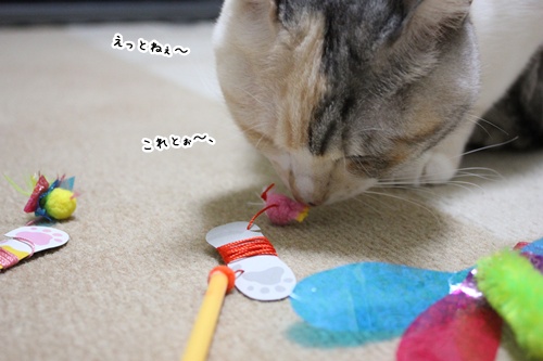 エルかめごはん。