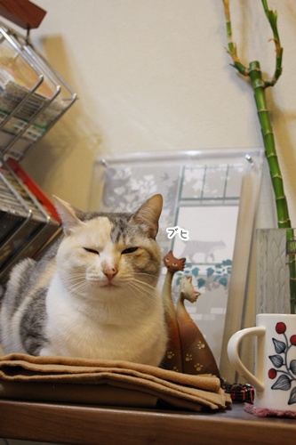 エルかめごはん。
