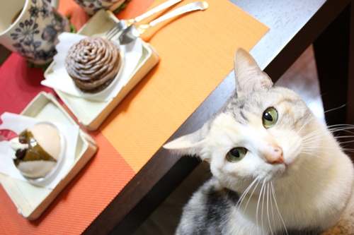 エルかめごはん。