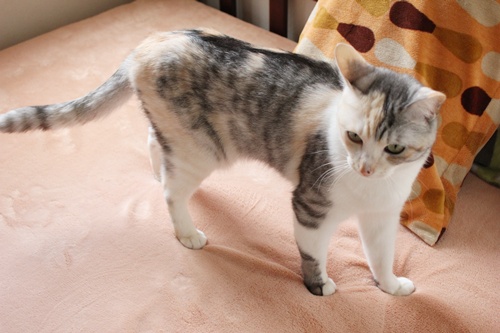 エルかめごはん。
