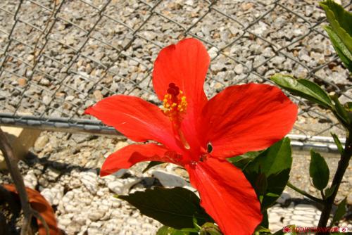 IMG_5410a.jpg