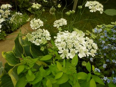 ガーデン花⑥ 5.14