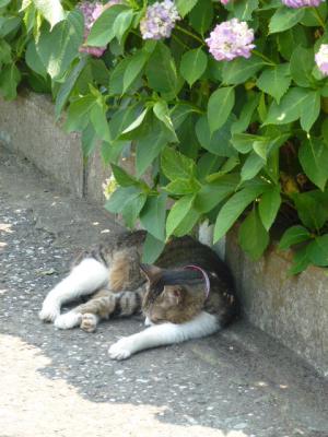 アジサイと猫① 6.8