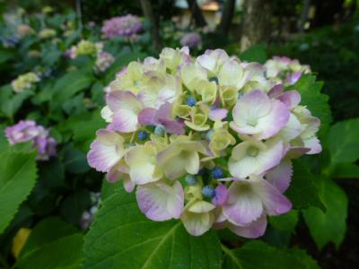 白山神社アジサイ⑤ 6.8