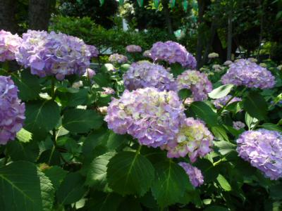 白山神社アジサイ⑫ 6.8