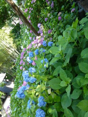 長谷寺アジサイ⑦ 6・14