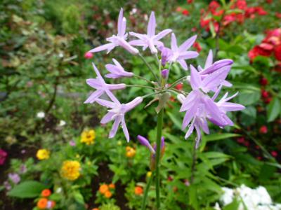 アカオ花⑩アガパンサス 6・16