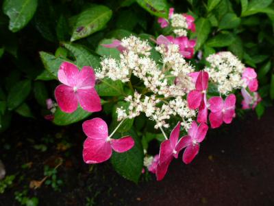 ⑪花まつり 6・16