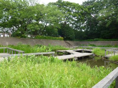 水生植物園 6・24