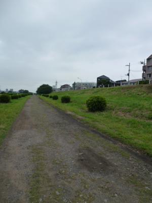 多摩川土手 6・24