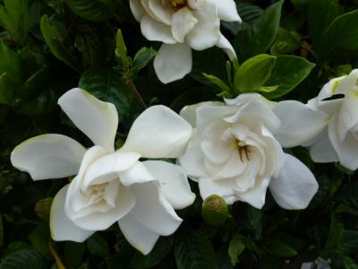 クチナシの花 6・24