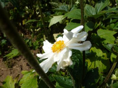 ガーデン花④ 9・9
