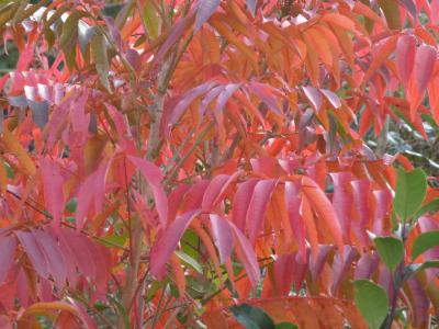 ハゼの木の紅葉 11・26