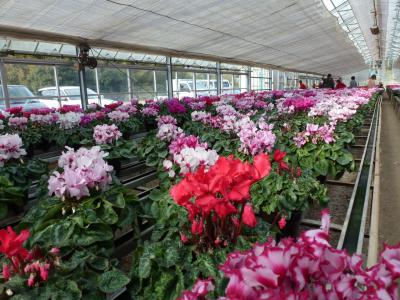 三浦園芸① 12・3
