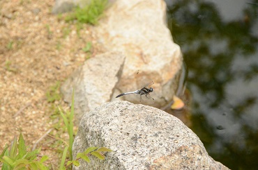 DSC_0505s.jpg